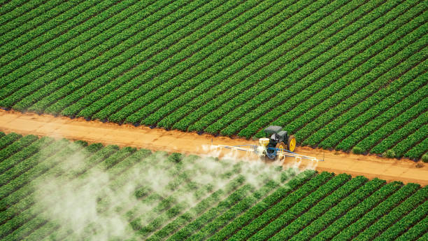 Best Exterminator Services  in Avilla, AR