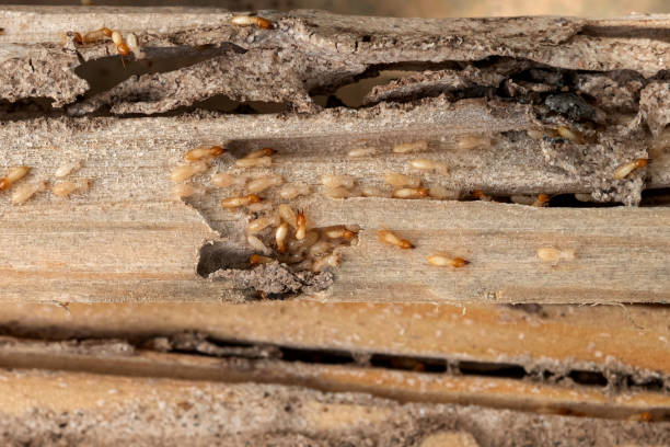 Best Cockroach Control Services  in Avilla, AR