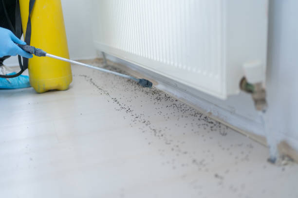 Best Flea Control Services  in Avilla, AR
