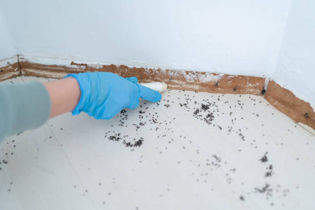 Best Exterminator Services  in Avilla, AR